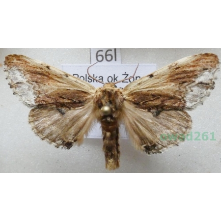 Ptilodon cucullina (Denis & Schiffermüller, 1775) Poland66l